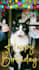 create a funny talking and singing pet video for birthdays or special occasions