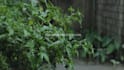 film 4k relaxing rain video with high quality sounds up to 10h