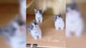 create monetizable funny animal videos and shorts for youtube