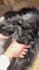 create engaging ugc pet content with my experienced dogs