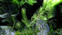 write engaging and useful articles on aquariums and fishes