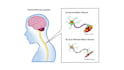 design medical and scientific illustrations and figures