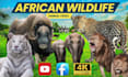 do animal fighting video for your youtube channel