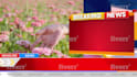 professional motion graphics design for your news channel