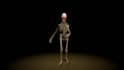 create rigs for games or animation