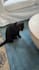 create authentic cat ugc videos for your pet brand