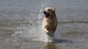 take animal photos for you