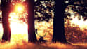 create youtube channel and 30 relaxing meditation vidéos