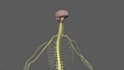 create a stunning medical animation for your research