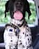 create authentic pet ugc video ads for your pet products with pro editing