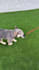 create authentic pet ugc videos with my french bulldogs