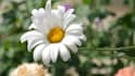 create nature relaxing or meditation video