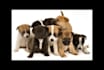 write guest post on dog pet cat website contextual backlinks for SEO high da DR