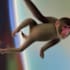 create trippy ai animated music promo video using stable diffusion