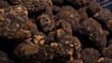 help you train your dog to find truffles